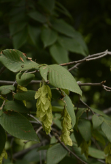 Carpinus faginea