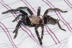 Chilobrachys stridulans