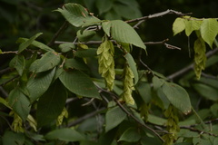 Carpinus faginea