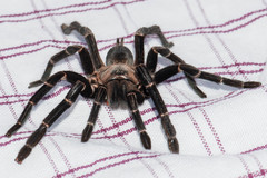 Chilobrachys stridulans