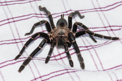 Chilobrachys stridulans