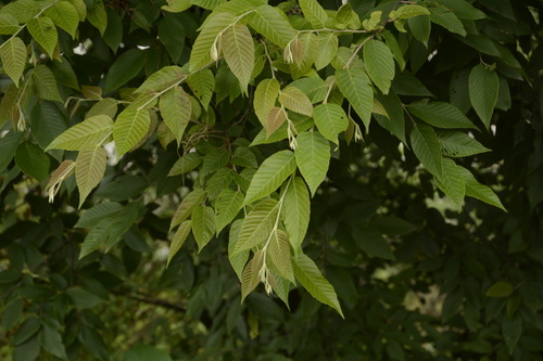 Image of Carpinus Faginea (Carpinus faginea) by (c) Siddarth Machado, some rights reserved (CC BY)