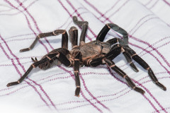 Chilobrachys stridulans