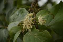 Cornus macrophylla