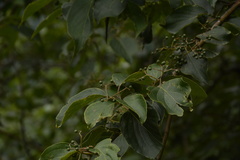 Cornus macrophylla