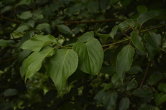 Cornus macrophylla