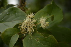 Cornus macrophylla