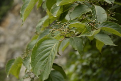 Cornus macrophylla