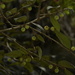 Ficus hederacea - Photo (c) Siddarth Machado, algunos derechos reservados (CC BY), subido por Siddarth Machado