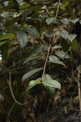 Ficus hederacea