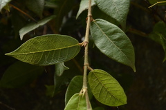 Ficus hederacea