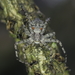 Lichen Running Spider - Photo (c) Lutautami, some rights reserved (CC BY-NC), uploaded by Lutautami