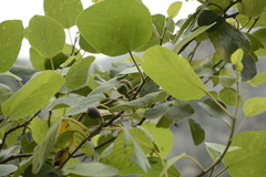 Ficus palmata