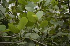 Ficus palmata