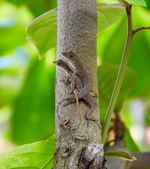 Anolis allogus