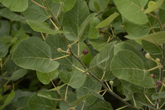 Ficus palmata