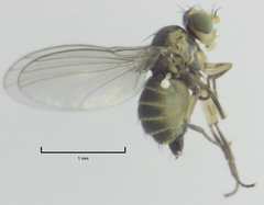 Liriomyza chenopodii