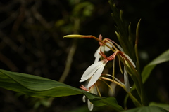 Hedychium spicatum
