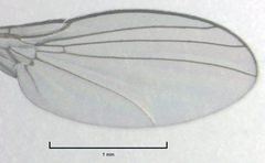 Liriomyza chenopodii