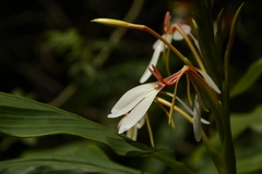 Hedychium spicatum