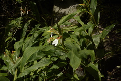 Hedychium spicatum