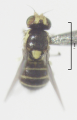 Liriomyza chenopodii