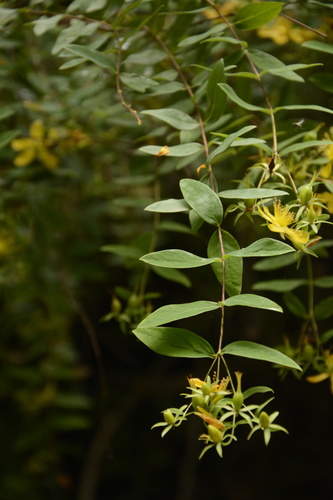 Image of Hypericum oblongifolium by (c) Siddarth Machado, some rights reserved (CC BY)