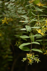 Hypericum oblongifolium