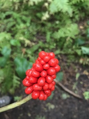 Arisaema triphyllum