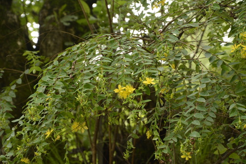 Image of Pendant St. John's Wort (Hypericum oblongifolium) by (c) Siddarth Machado, some rights reserved (CC BY)