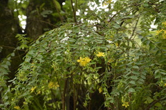 Hypericum oblongifolium