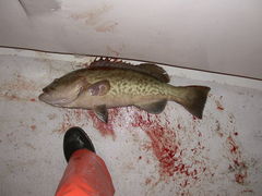 Mycteroperca microlepis