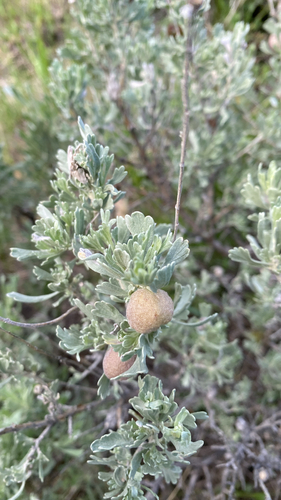 Unknown species found near Taylor Canyon Trail, Ketchum, ID, US