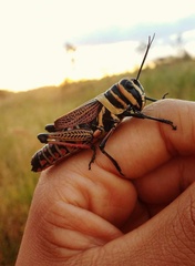 Xestotrachelus robustus