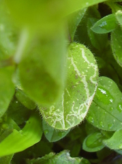 Liriomyza chenopodii