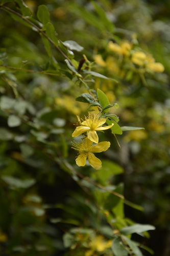 Pendant St. John's wort (Hypericum oblongifolium)