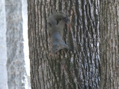 Callosciurus erythraeus