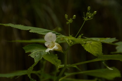 Impatiens devendrae
