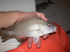 Haemulon flavolineatum