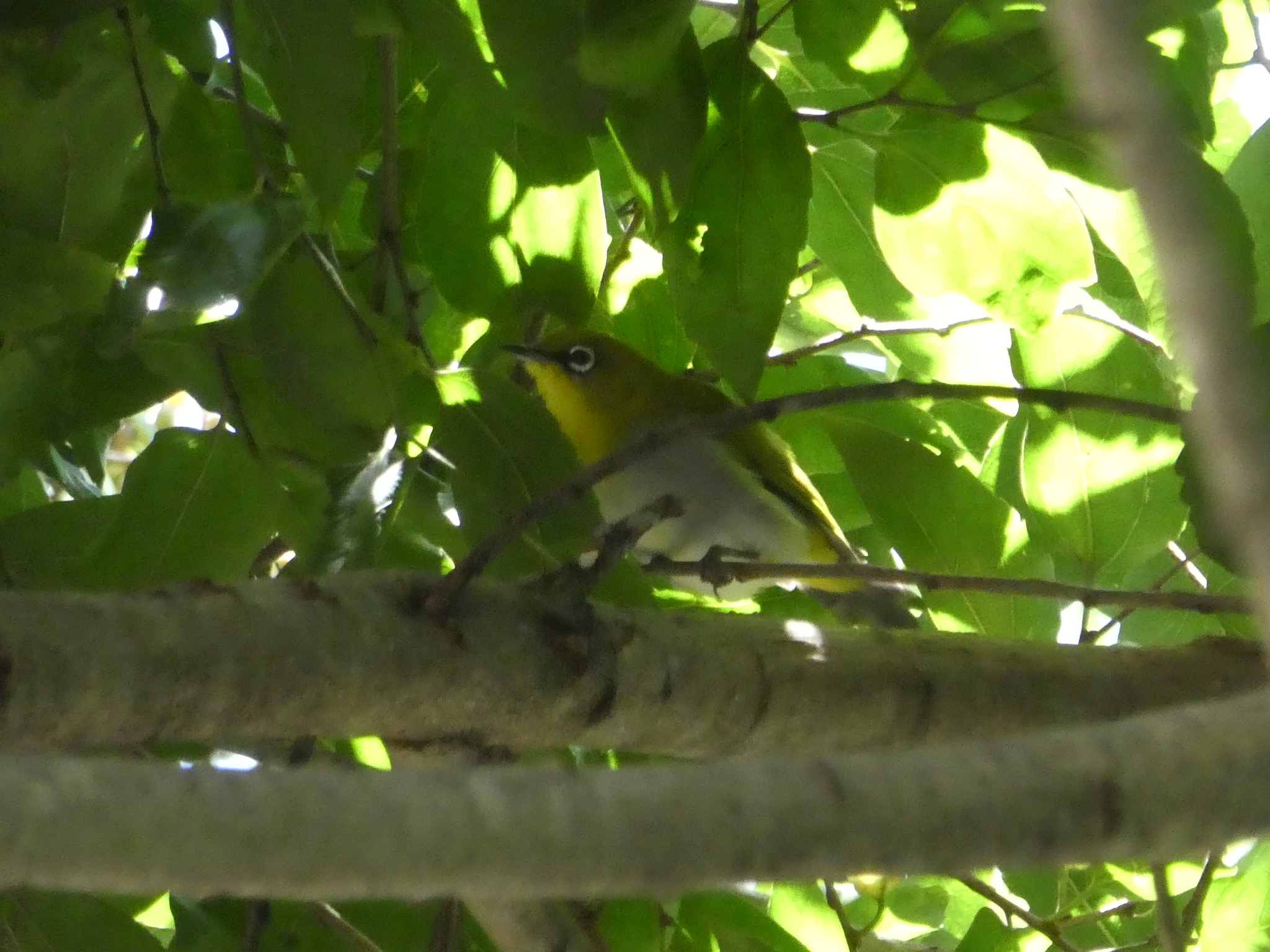 Swinhoe's White-eye