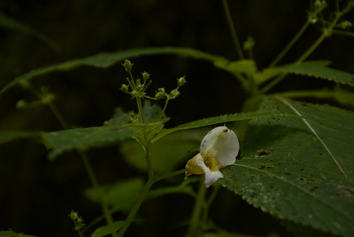 Image of Impatiens amphorata by (c) Siddarth Machado, some rights reserved (CC BY)