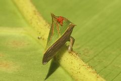 Umbonia spinosa