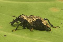 Heilipodus bellicosus