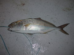 Seriola fasciata