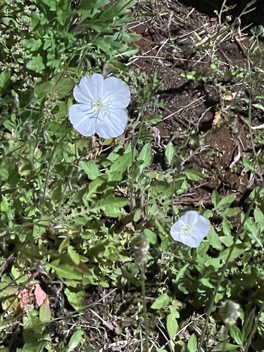 Oenothera kunthiana, 2025-05-31