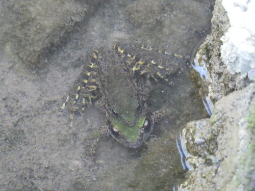 Graham Frog, Odorrana grahami