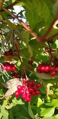 Viburnum trilobum image