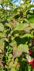 Viburnum trilobum image