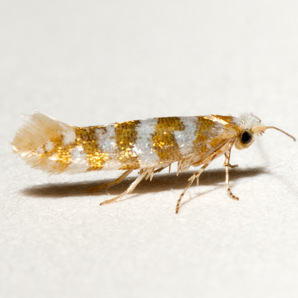 Argyresthia thoracella
