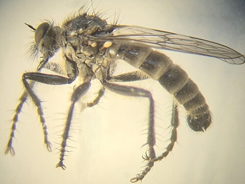 Lasiopogon yukonensis